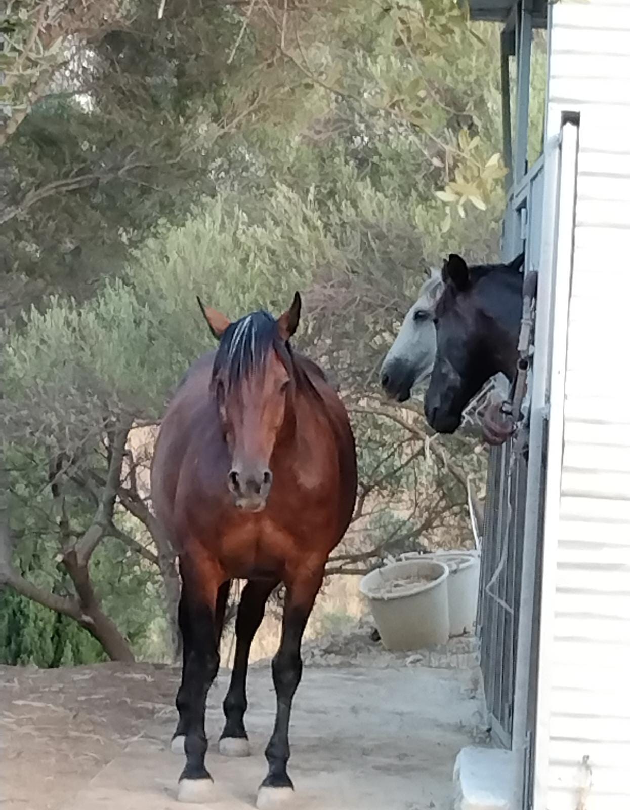 Sea Side Saddle Adventures image