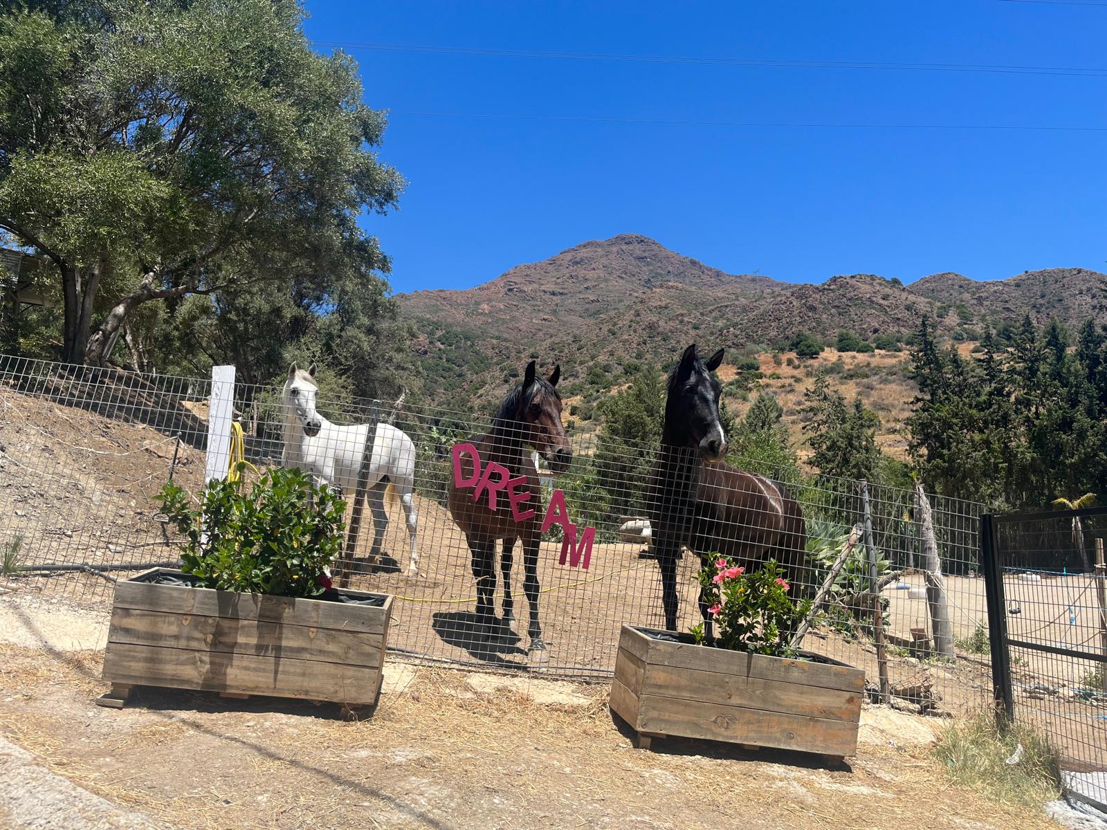 Sea Side Saddle Adventures image