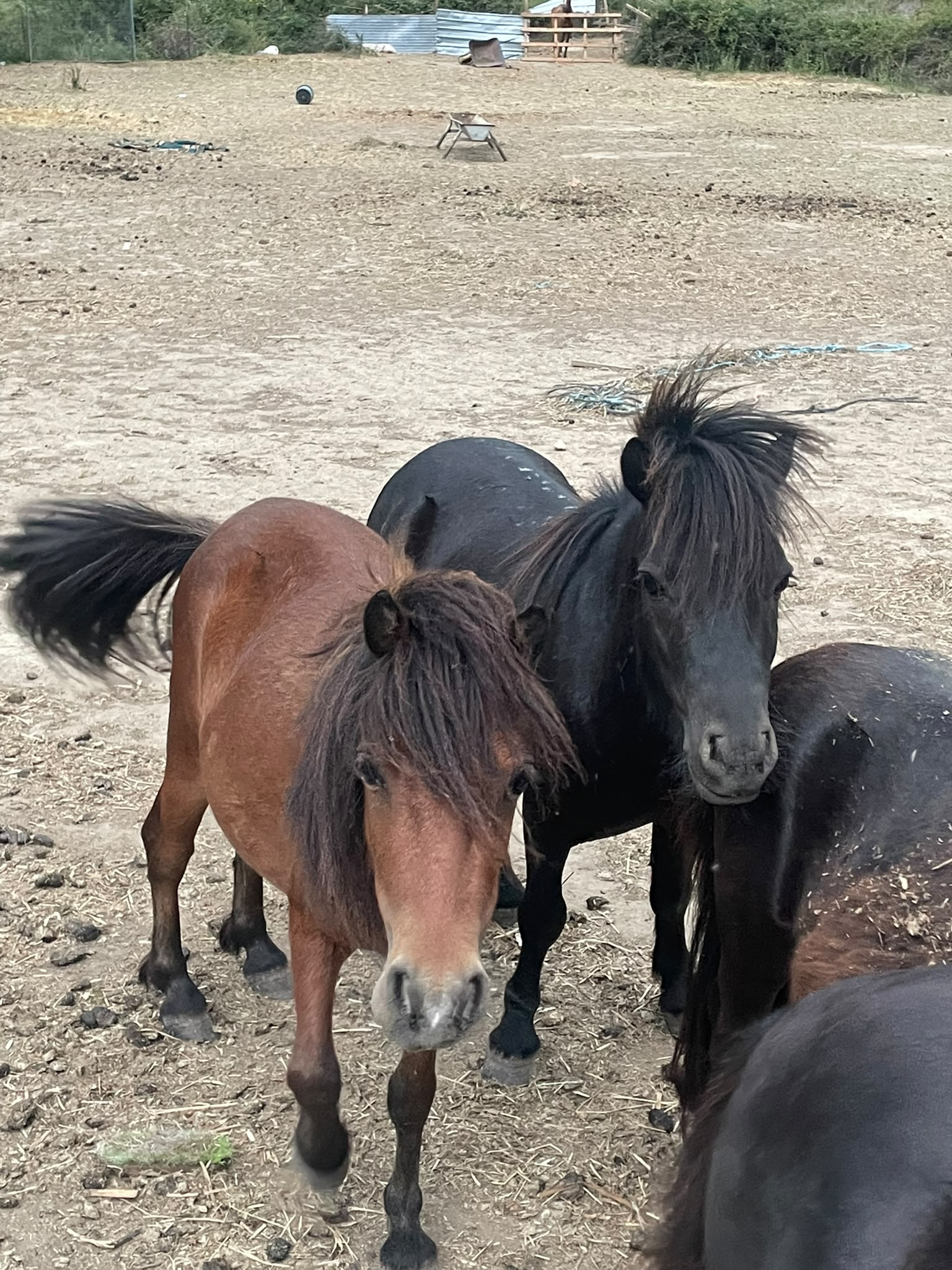 Sea Side Saddle Adventures image