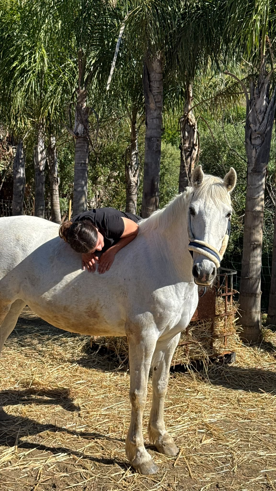 Sea Side Saddle Adventures image